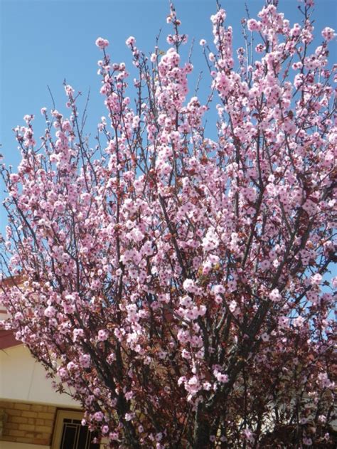 Flowering Plum - Landsdale Plants