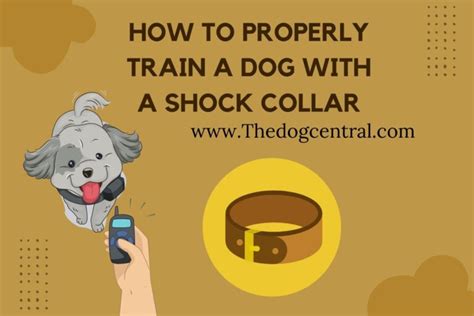 How To Properly Train A Dog With A Shock Collar [The Complete Guide]