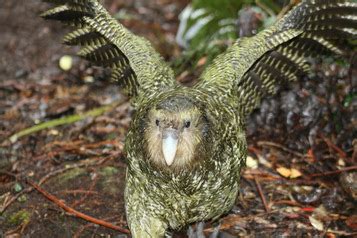 Appearance - The New Zealand Kakapo