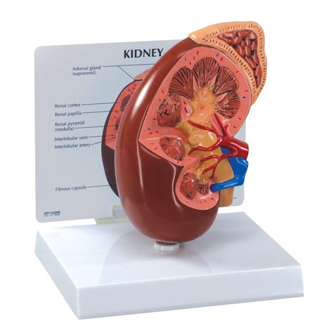 Kidney Model - Urinary System - Human Anatomy - Biology