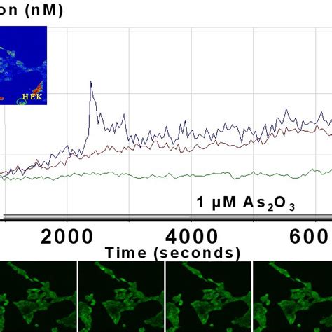 Arsenic Trioxide As 2 O 3 Triggers An Increase Of Ca 2 I In