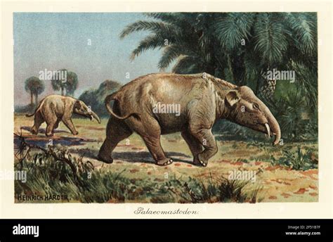 Antepasado Elefante Fotos E Im Genes De Stock Alamy