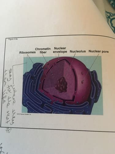 Biology 101 Chapter 4 Tour Of The Cell Flashcards Quizlet