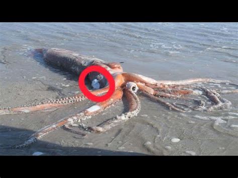 Top 10 Giant Squid Encounters Caught On Camera YouTube