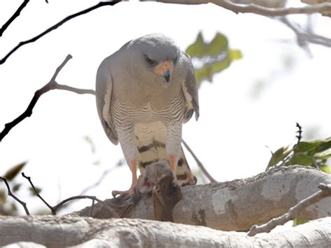 Subspecies Micronisus Gabar Niger INaturalist