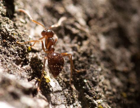 Survey Suggests Reduced Invasion Of Argentine Ants Stanford News