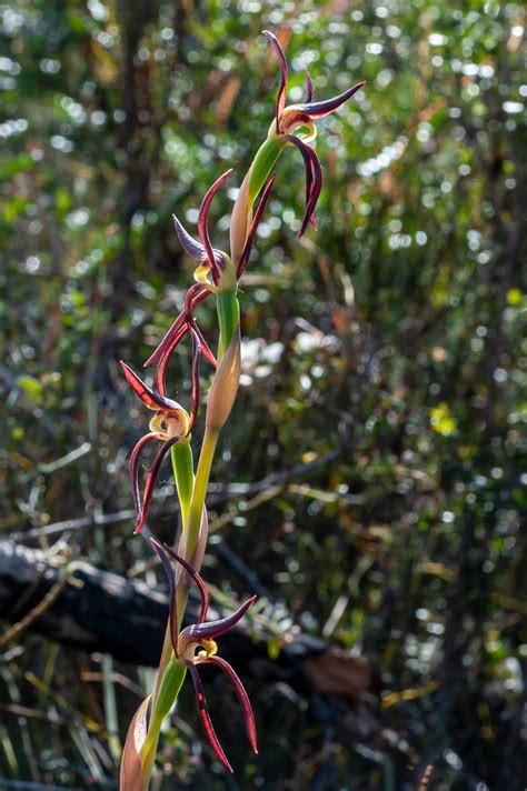 Lyperanthus Suaveolens Brown Beaks Tasmanian Orchids