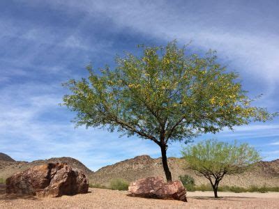 Types Of Desert Trees Choosing Trees For A Desert Climate | gardendigest