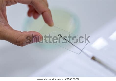 Technique Smear Preparation Microbiology Education Lab Stock Photo