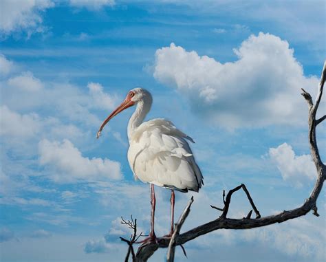 White Ibis Photograph By Kim Hojnacki Pixels