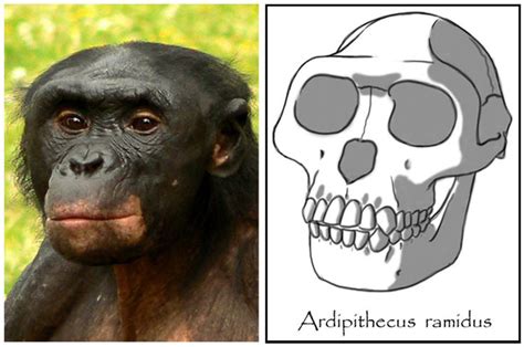 Ardipithecus ramidus - reconstruction - by Eduard Olaru