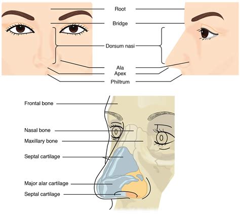 Anterior Nasal Spine 2
