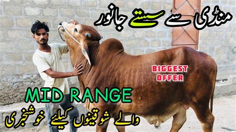 Mandi Se Sasatay Janwar Mid Range Wale Shoqeeno K Liye Cow Mandi