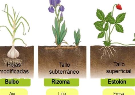 Que Es La Reproduccion Asexual En Las Plantas