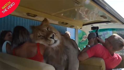 Lion Climbs Through Car Full Of Tourists Weeks After Woman Mauled At