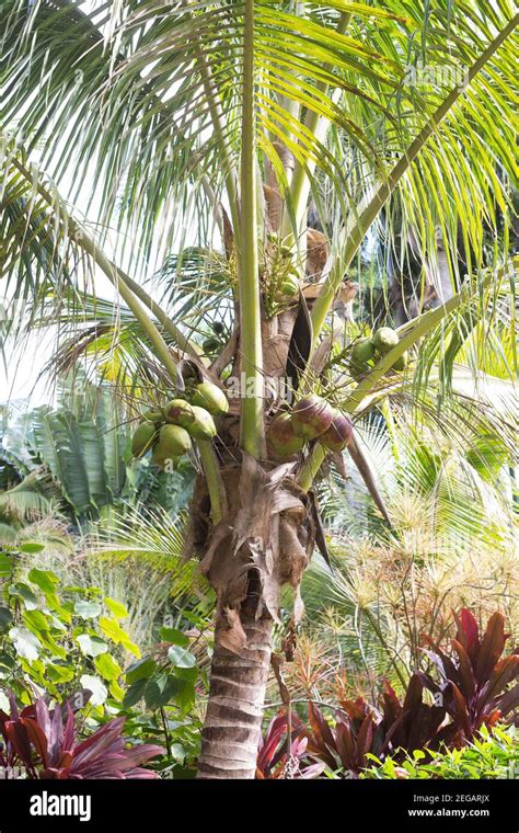 Cocos nucifera - coconut palm tree Stock Photo - Alamy