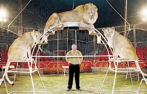 Circus Cats Get Lions Share Of Attention Illawarra Mercury