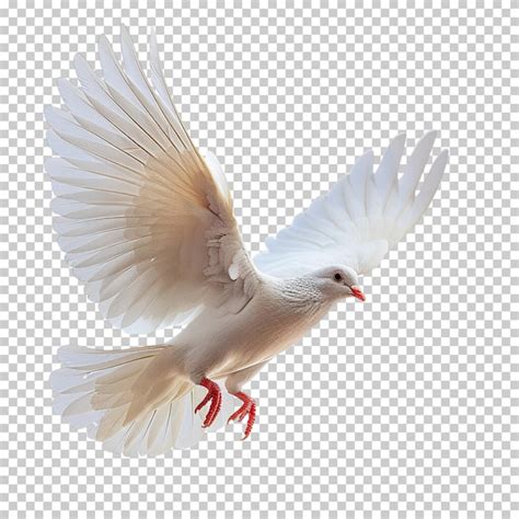 Premium Psd Flying Pigeon Isolated On Transparent Background