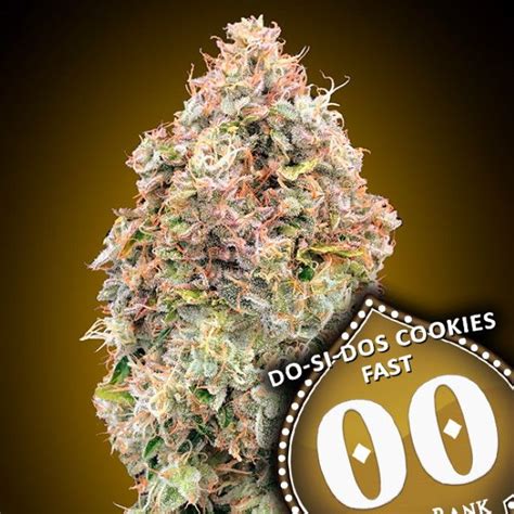 00 Seeds - Do-Si-Dos Cookies FAST [Feminized] | Biltong & Budz