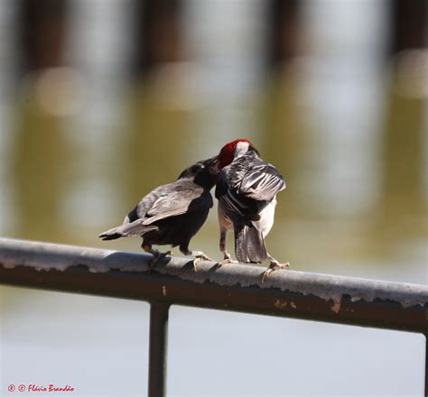 S Rie O Cardeal Do Nordeste Ou Galo Da Campina Paroar Flickr