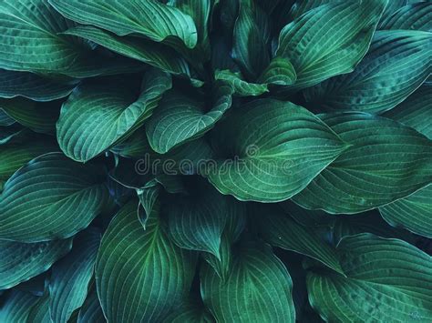 Imagen Natural De La Hoja De La Planta Verde Del Modelo Foto De Archivo