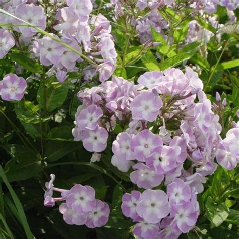 Vlambloem Flox Phlox Paniculata Katherine Vaste Planten