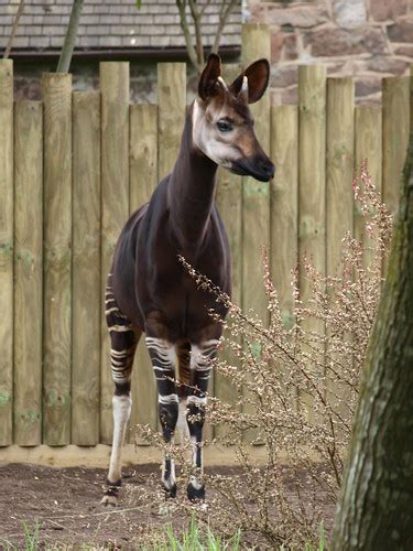 Chester Zoo Okapi Nigel Swales Flickr