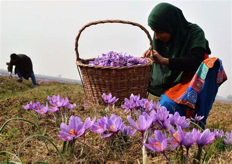 Jammu And Kashmir Researchers Modernizing Saffron Cultivation To Improve