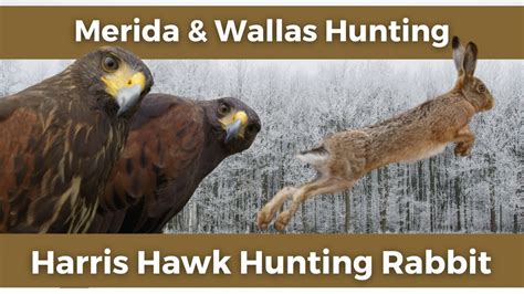 Harris Hawk Hunting Rabbit Caccia Al Coniglio Con I Miei Harris Youtube