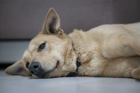 Co Da Psu Na Rozwolnienie Sprawdzone Sposoby Na Biegunk U Psa