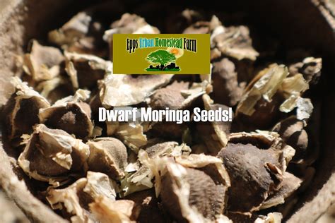 Organic Dwarf Moringa Seeds Rare