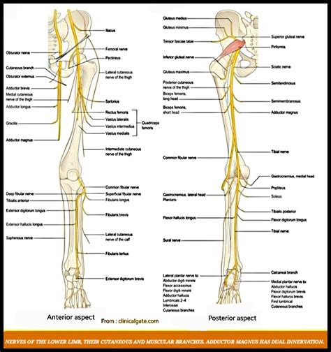 Lower Limb Nerves