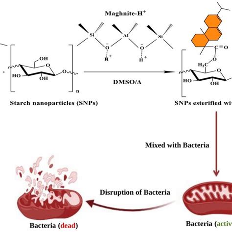 The Synthesis Of Starch Nanoparticles Snps Esterified With Rosin Acid