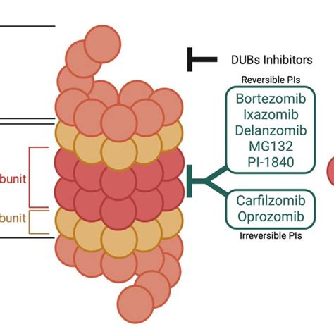 Cellular Mechanisms By Which Proteasome Inhibition Triggers Apoptosis