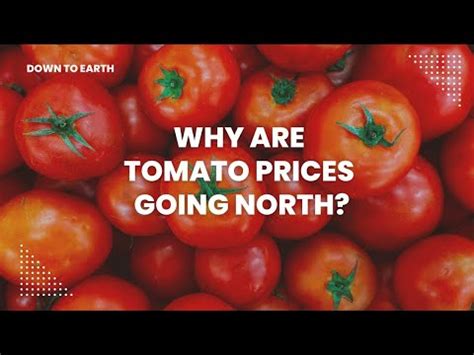 Why Are Tomato Prices Going North