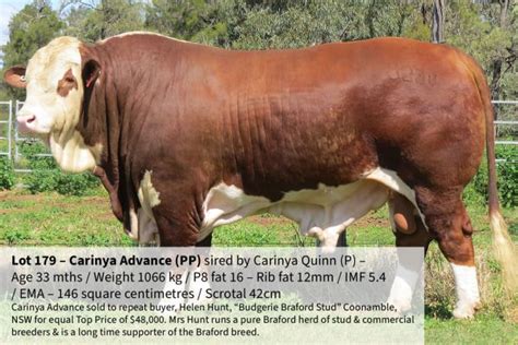 Outstanding Results At The National Braford Sale Australian Braford