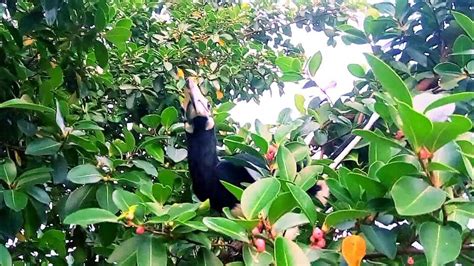 Burung Enggan Sarapan Pagi Ii Youtube