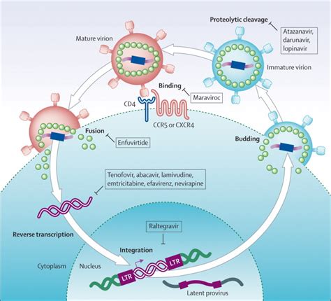 Antiretroviral Therapy And Management Of Hiv Infection The Lancet