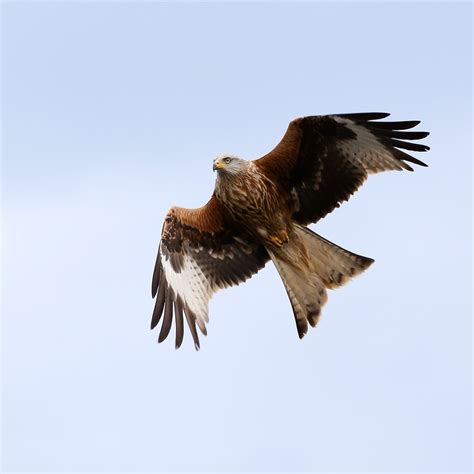 TrogTrogBlog: Bird of the week - Red kite