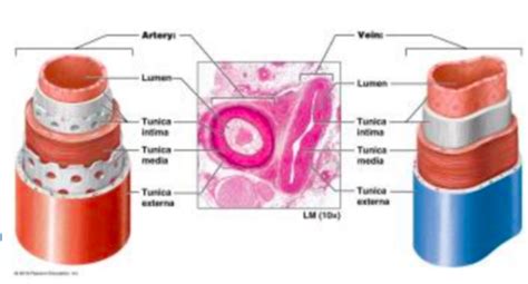 A Pii Chp Blood Vessels Flashcards Quizlet