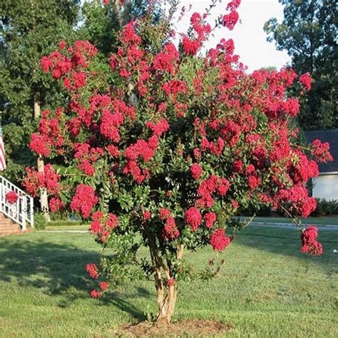 White Crepe Myrtle Tree Varieties