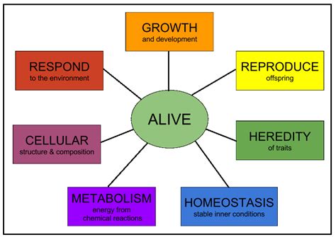 Staying Alive How Living Systems Live High School Science