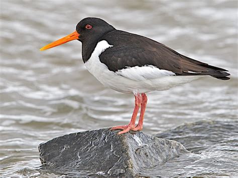 Strandskade Haematopus Ostralegus