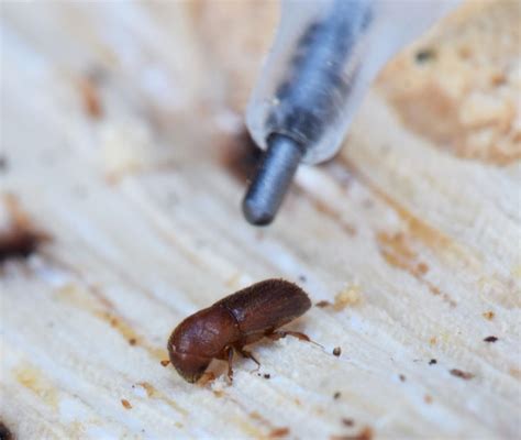 Cfpc July 2020 Newsletter A New Ambrosia Beetle Mediterranean Oak Borer