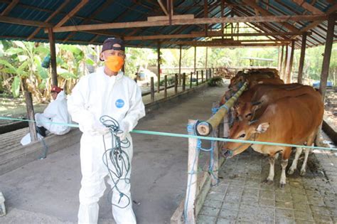 Terbanyak Peternak Sapi Buleleng Mendapat Ribu Vial Vaksin Pmk