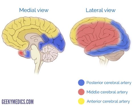 Arterial Supply Of The Brain Circle Of Willis Geeky Medics