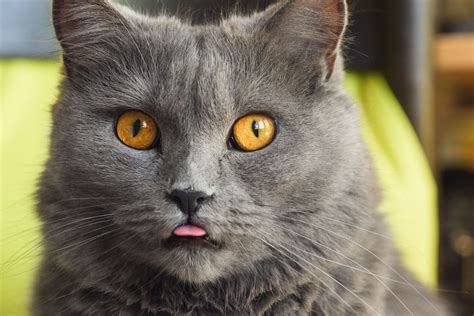 Cat Sticking Their Tongue Out - Here's Why! - TheCatSite