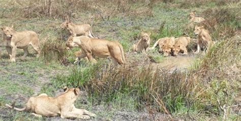 5 Day Mikumi Udzungwa And Selous Game Walking Boat Beyond Your Travel