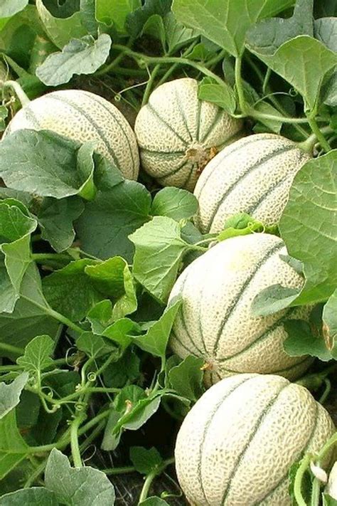 Purchase High Quality Musk Melon Hybrid F1 Seeds At Plantshop Me