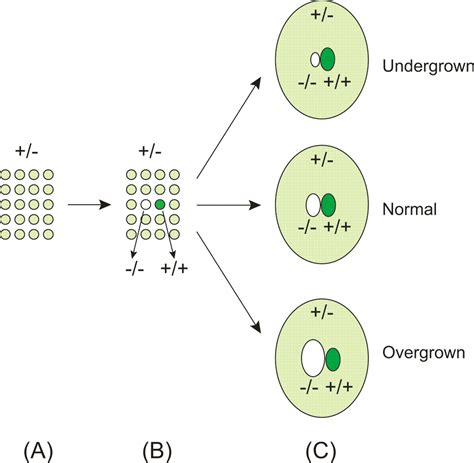 Hippo Signaling In Organ Size Control